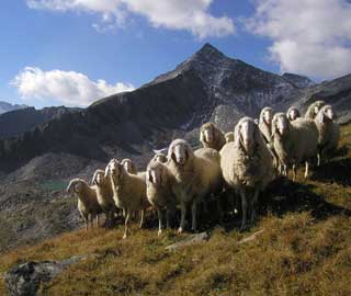 Wandern Schafe